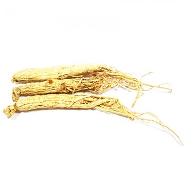 Chinese Ginseng
