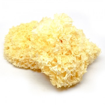 Gu Tian White Fungus