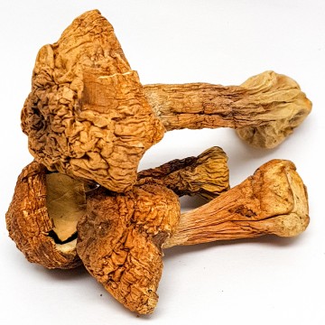 Brazil Mushroom