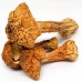 Mushrooms & Fungus