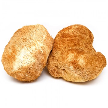 Monkey Head Mushrooms