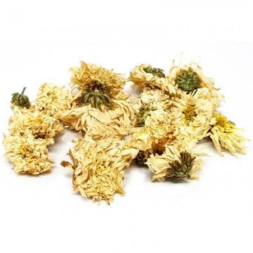White Chrysanthemum
