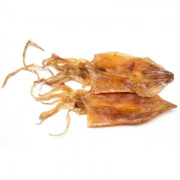 Cuttlefish