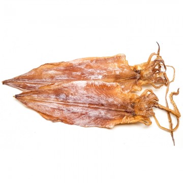 Cuttlefish (medium)