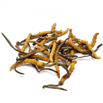 Cordyceps (small sized) 1 Tael