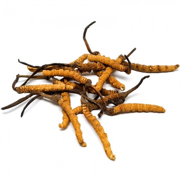 Cordyceps (big sized) 1 Tael
