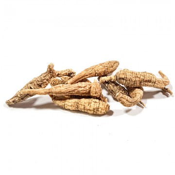 Wild American Ginseng